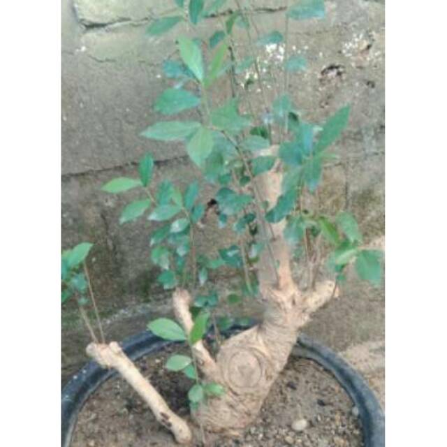 Bonsai Serut Batang Besar Ranting ideal