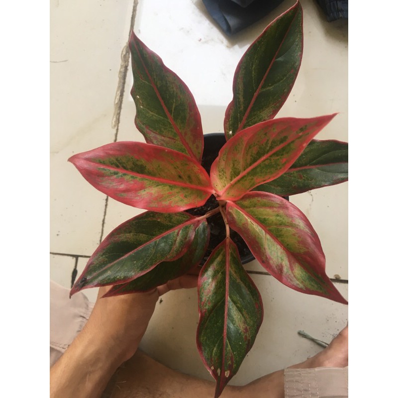 aglaonema lipstik
