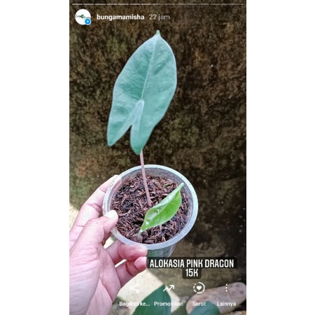 Alokasia pink dragon, jacklyn, keladi red dragon dan seven luck