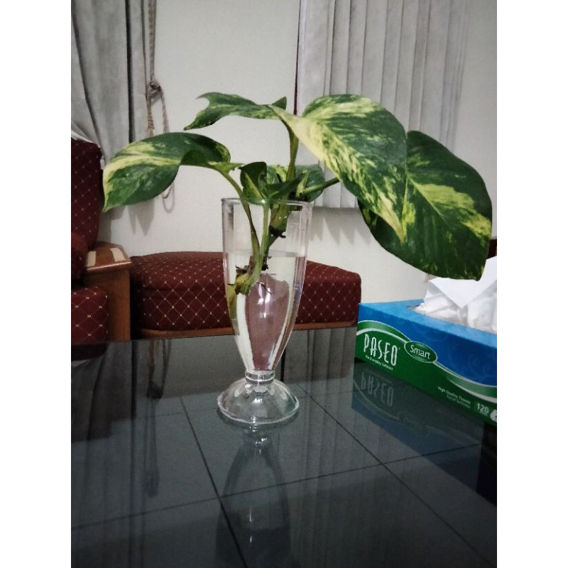 epipremnum aureum + vas