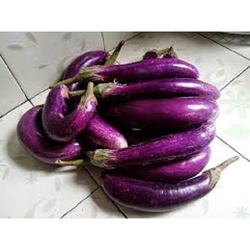 

TERONG UNGU