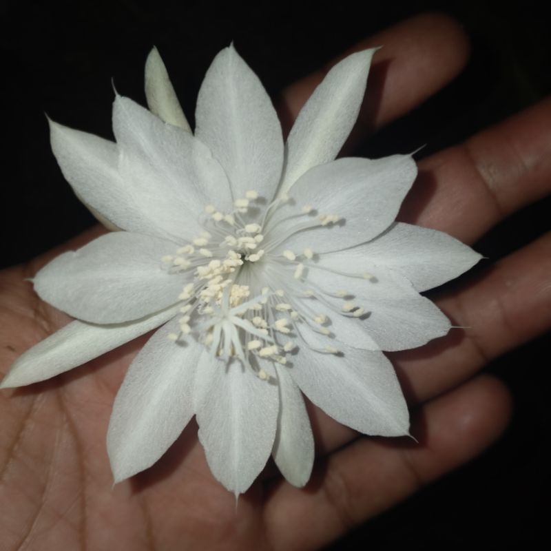 Bibit Bunga Wijoyo Kusumo Mini / Genjah Berbunga / Mengandung Nektar Dan Polen Kesukaan Lebah