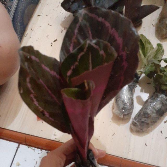 Tanaman Hias Calathea Black Lipstik - Meranti Papua