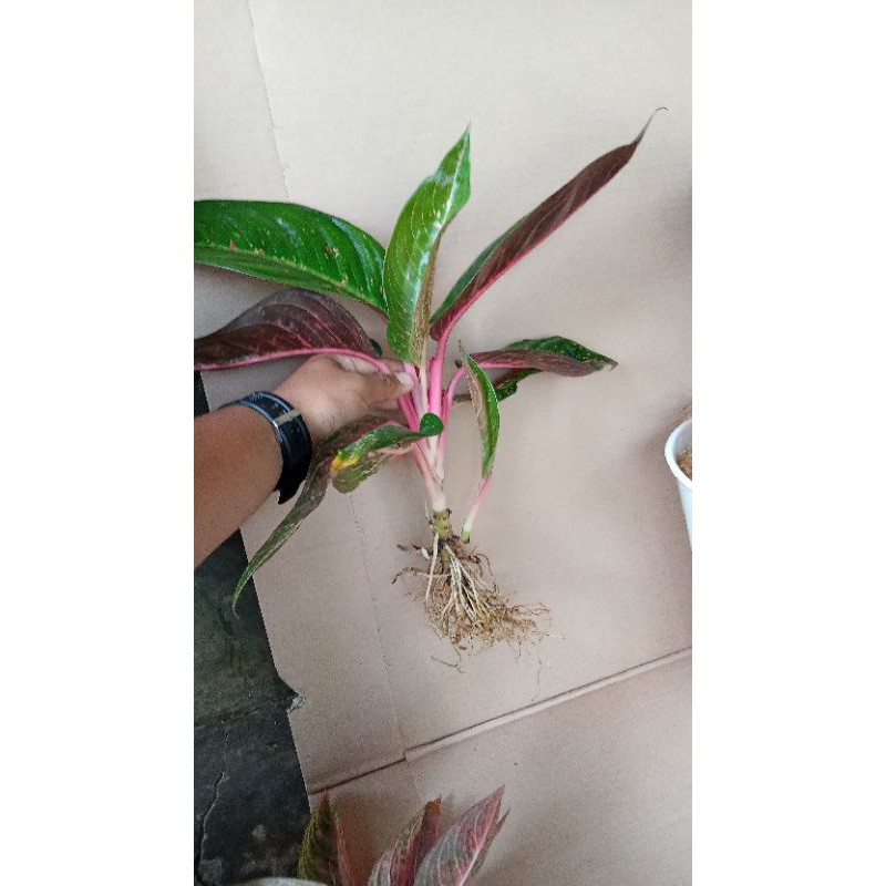 aglonema black hot lady rumpun dua jarum dua