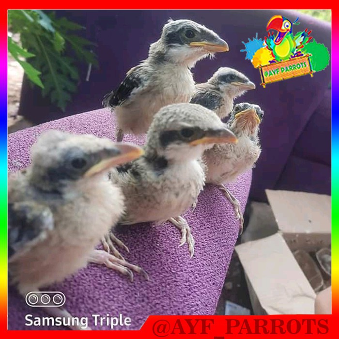 Lolohan Pentet Jantan / Anakan Pentet Cocok Untuk Masteran Atau Umbaran