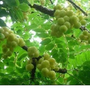 

Daun Ceremai segar ( non pestisida )