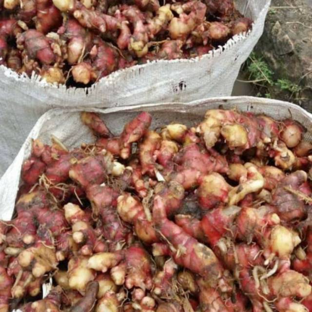 

Jahe Merah 500gr