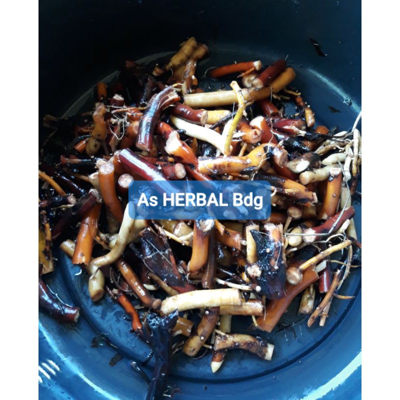 

Paket 500 gram akar Pohon Aren Segar Fresh-az