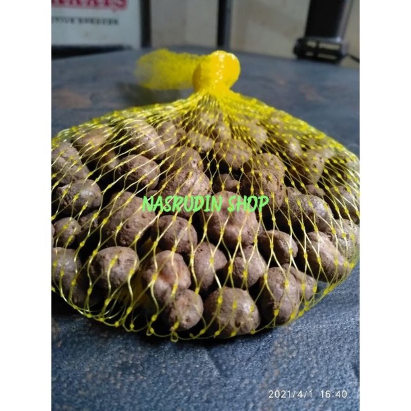 BIBIT PORANG 1KG ISI 300 BIBIT KATAK PORANG / BULBIL PORANG ASLI DORMAN / COBLOK / KATAK PORANG / AMORPHOPHALLUS MUELLERI / ILES ILES / SUWEG / UMBI PORANG / BUNGA PORANG / DISKON / PROMO / SIAP TANAM / TERMURAH / TERLARIS / GRATIS / COD / RUPIAH