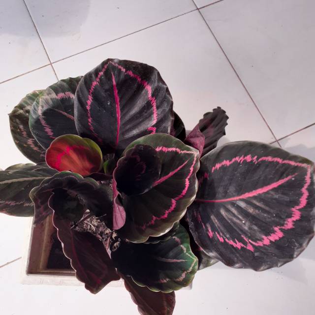 CALATHEA BLACK LIPSTICK