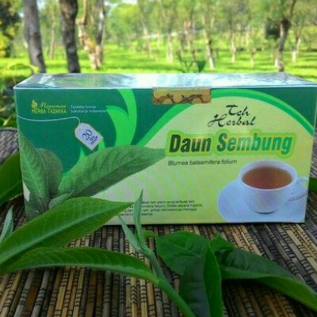 

Teh herbal daun sembung alami tanpa efek samping kualitas terpercaya