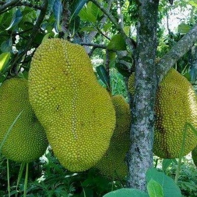 bibit nangka kandel