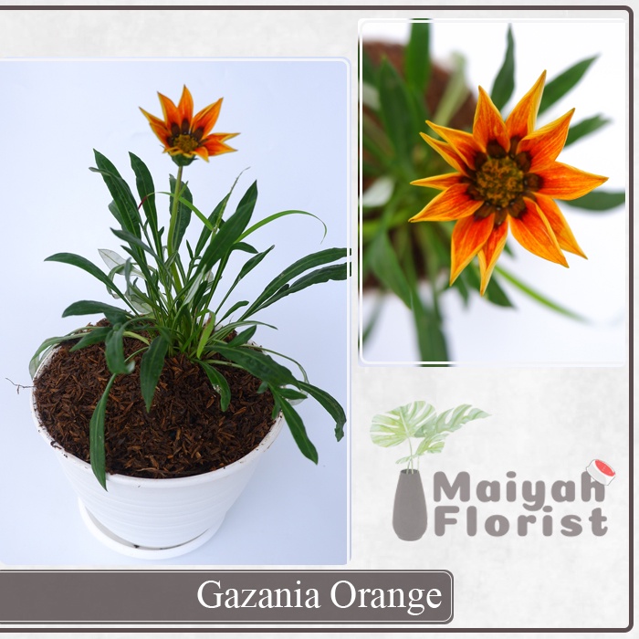 Tanaman Hias Gazania Orange