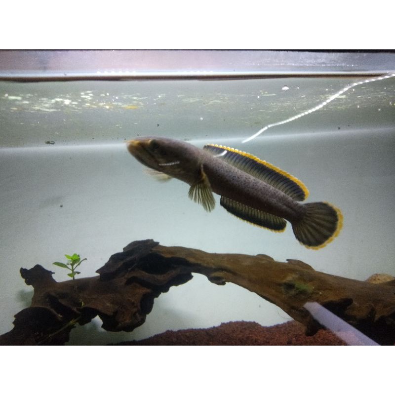 cod kebutuhan aquarium channa cana limbata bahan kontes uk 14-15cm