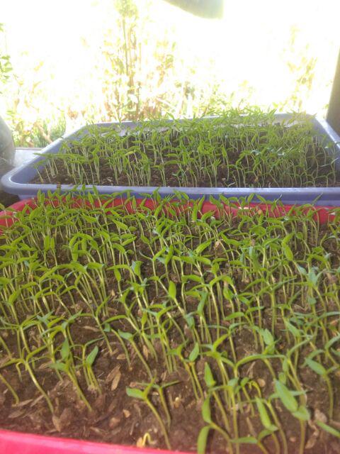 Isi 5 Gram Bibit Cabe Rawit Canon | Benih Cabe Rawit | Bibit Cabe | Bibit Unggul