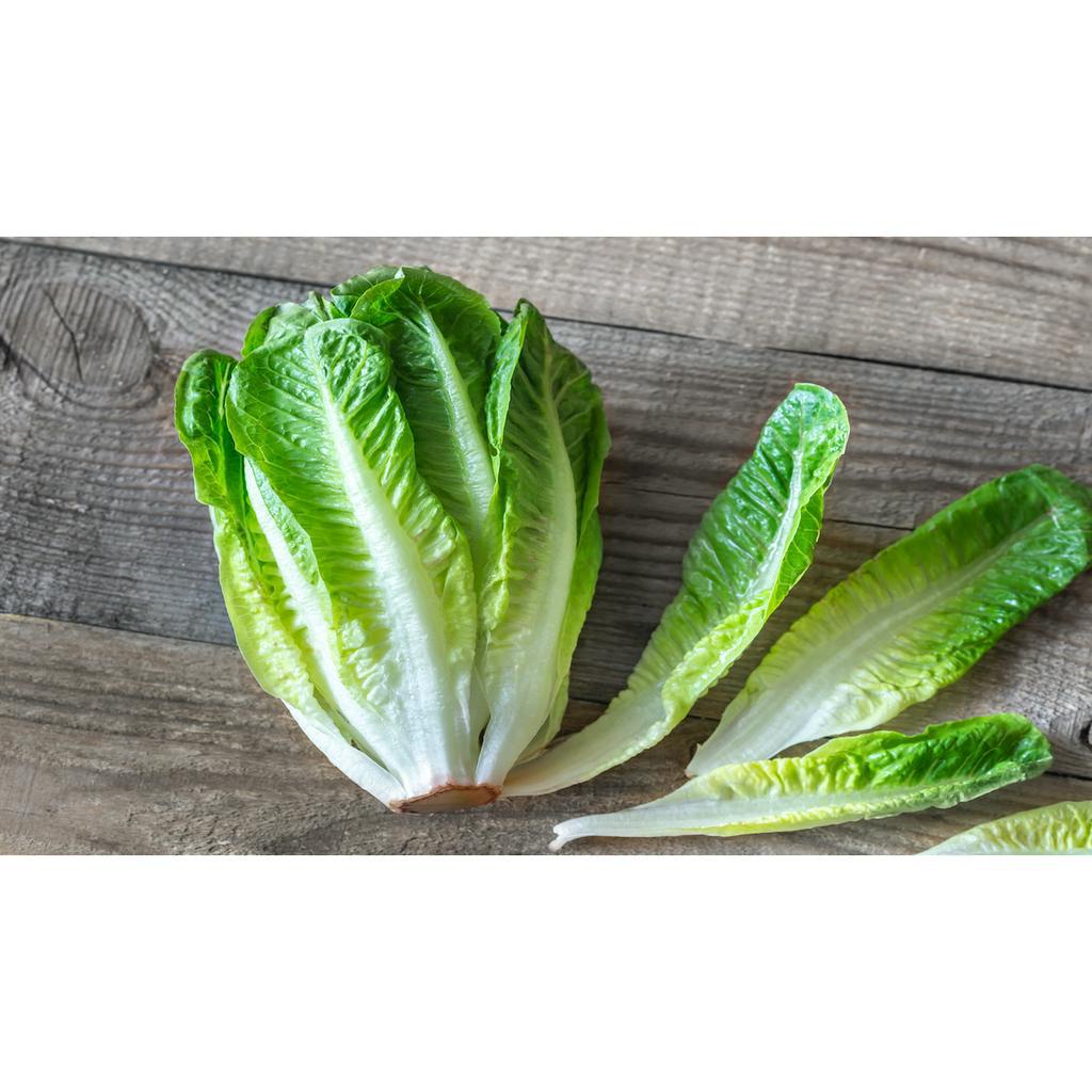 

Selada Romen Romaine Lettuce 500 gr