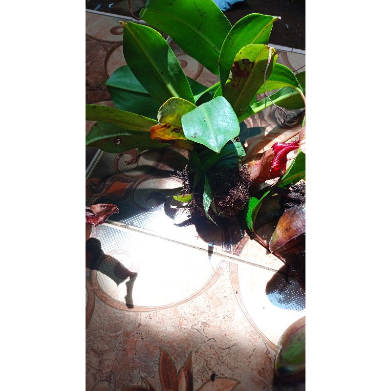 anggrek kantung semar