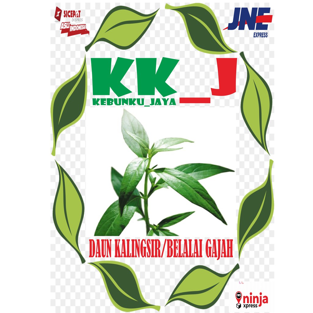 

DAUN BELALAI GAJAH DAUN KALINGSIR 500 GRAM HERBAL MURAH