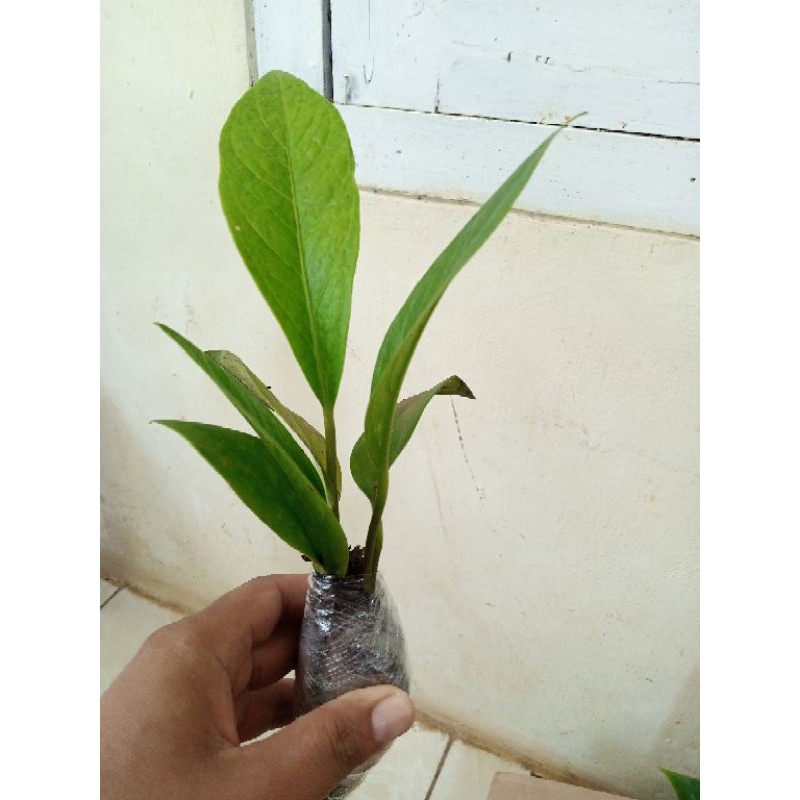 anthurium jemani kobra