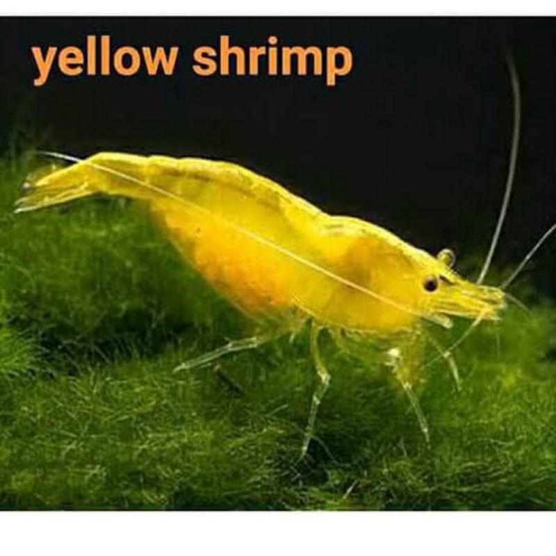 UDANG HIAS YELLOW FIRE | UDANG HIAS AQUASCAPE | YELLOW FIRE AQUASCAPE