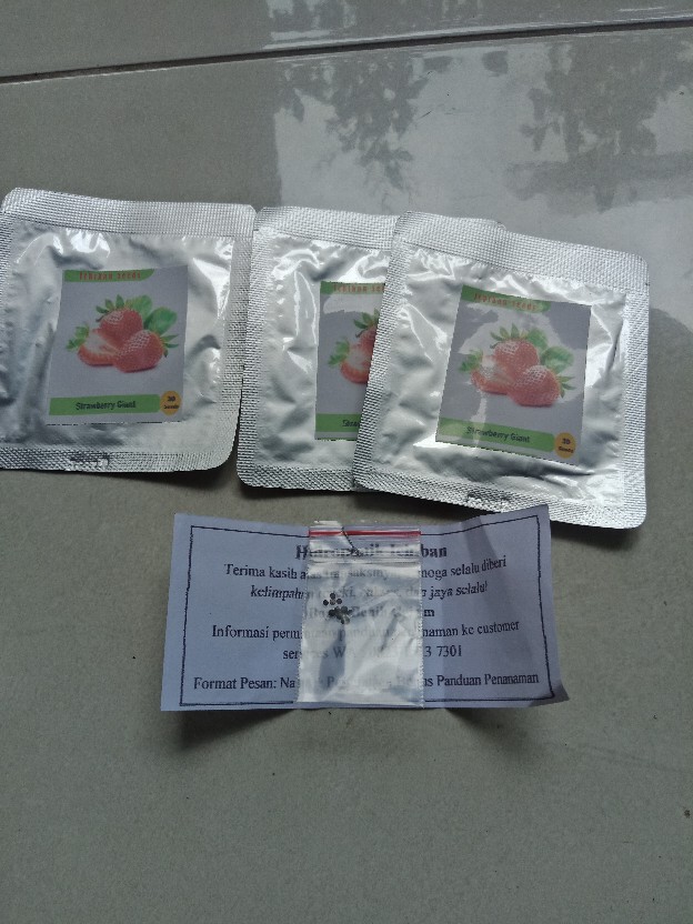 Benih Bibit Biji Strawberry Giant Raksasa Stroberi Strawberi