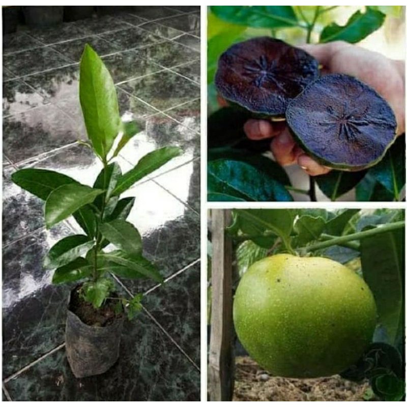 Bibit Tanaman Buah Black Sapote Okulasi