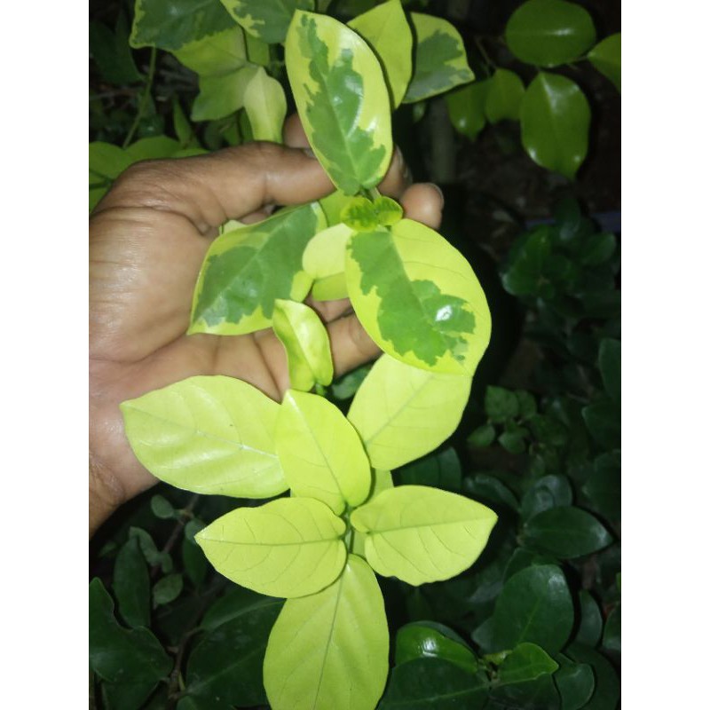Bibit Bonsai Sancang Golden Variegata