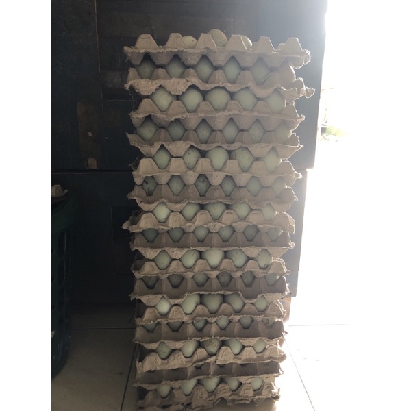 

Jual Telur Bebek mentah fresh langsung dari kandang