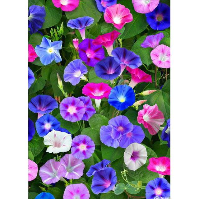 Benih Bibit Biji - Bunga Morning Glory Choice Mix Flower Seeds - IMPORT