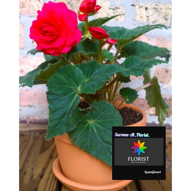 Begonia tuberous/Giant rose mawar bunga merah