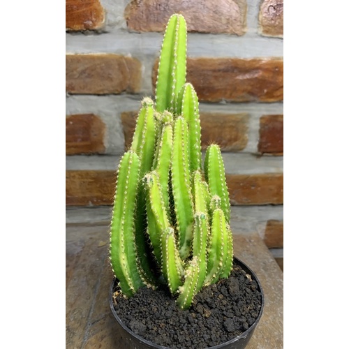 kaktus candi varigata (kaktus murah)