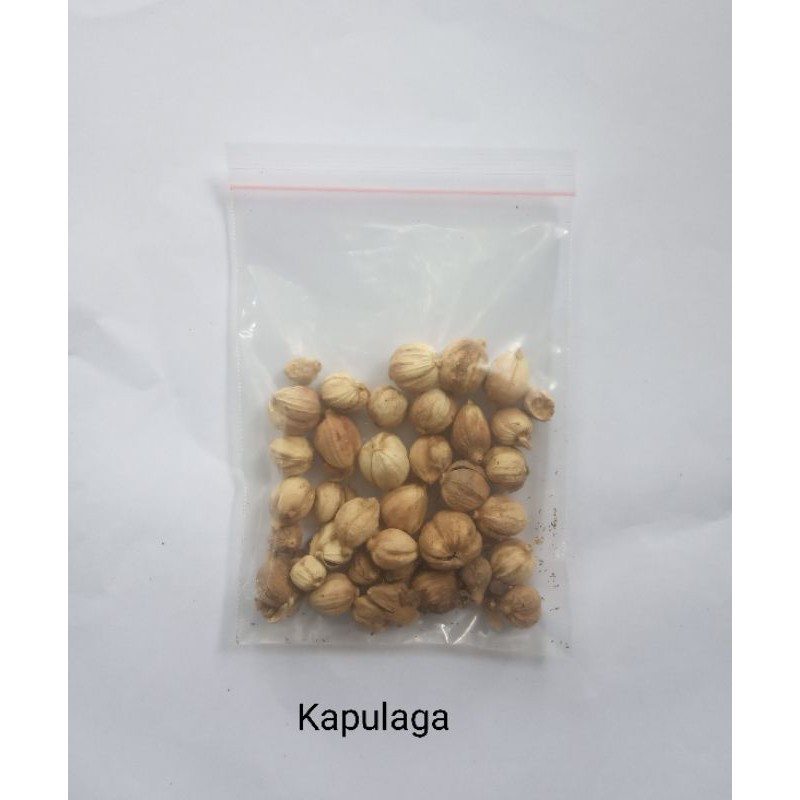 

Kapulaga Rempah Kapulaga Berat 20 g Rempah Tradisional
