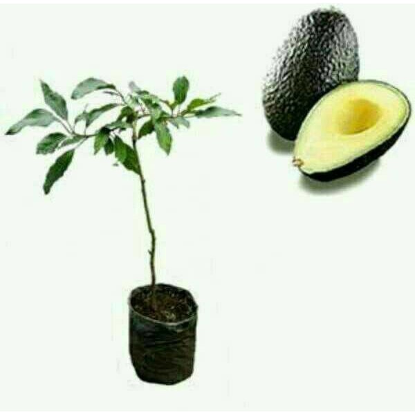 alpukat hass