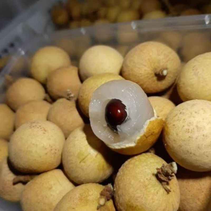 

BSM | TERMURAH Kelengkeng Emas Thailand Segar 500gr - 1kg / Kelengkeng Thailand / Lengkeng Mas / Longan