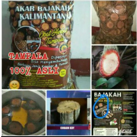 

AKAR BAJAKAH ASLI KALIMANTAN 1kg / JAMINAN ASLI/TIDAK ASLI UANG KEMBALI 100%