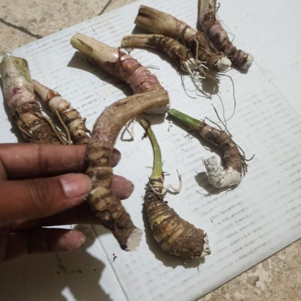 ☊ Bonggol Pucuk / Bibit ALOCASIA REGINAE Silver siap Tanam ☻