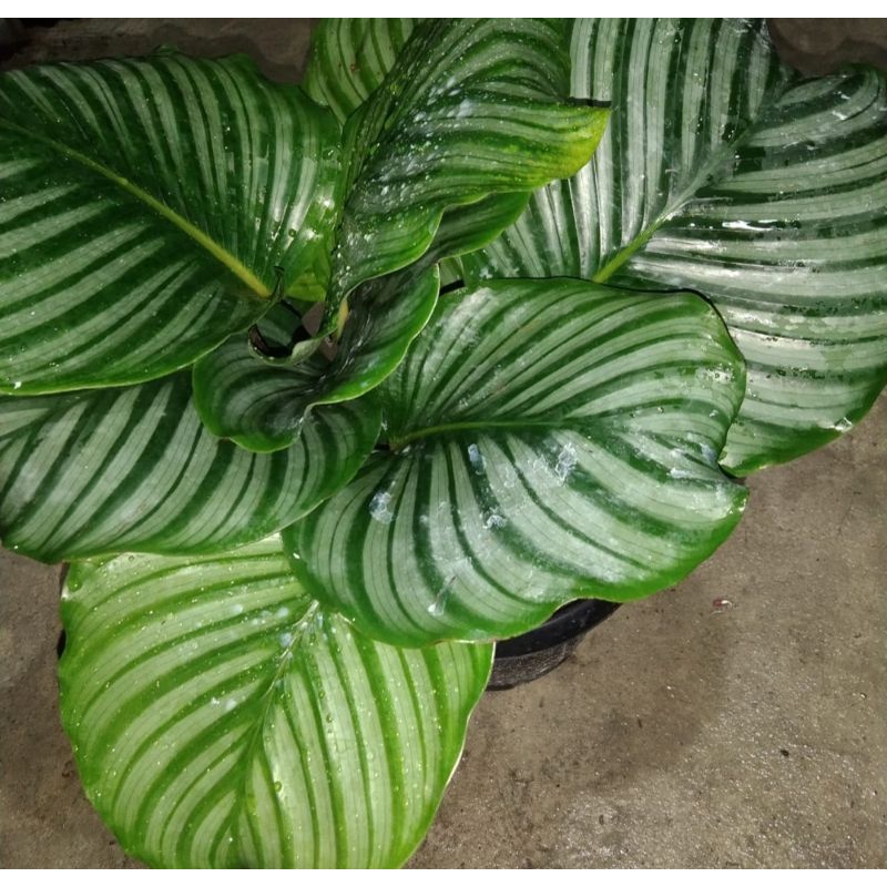 calathea orbifolia