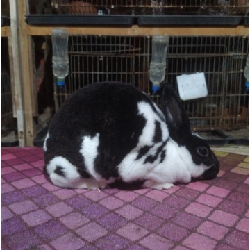 Indukan Kelinci Mini Rex BETINA stok ke 1