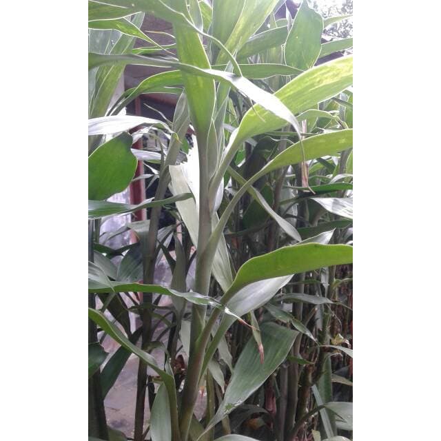 

terabaru Bibit Tanaman Pohon kole Bambu hoki bambo hocky segar