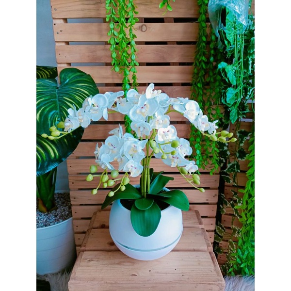 ANGGREK LATEX/BUNGA HIAS