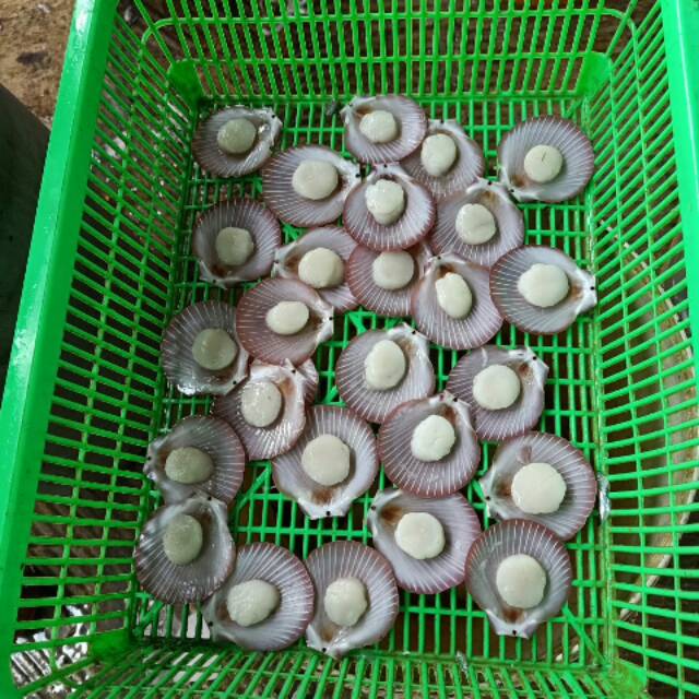 

Scallob sebelah