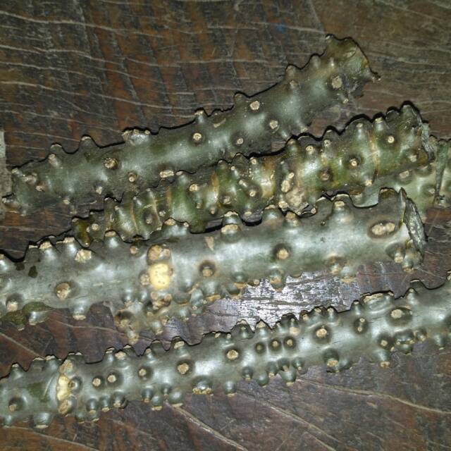 

Brotowali 1 kg segar