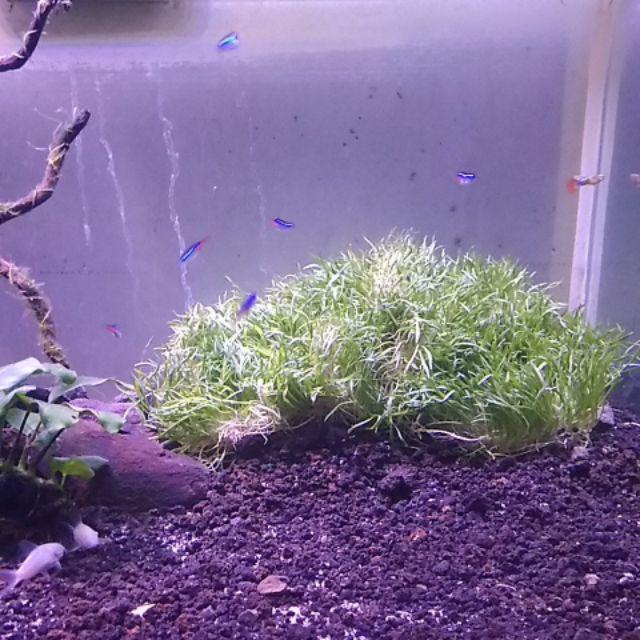 Tanaman Aquacape Lilopsis