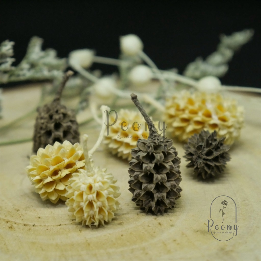 Duren Mini / Durian Mini / Biji cemara pantai / Biji Pinus