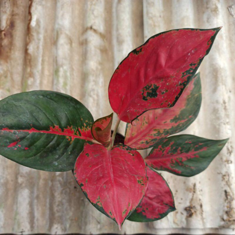 Aglonema Suksom Batik - Tanaman Hias Aglonema Suksom Batik