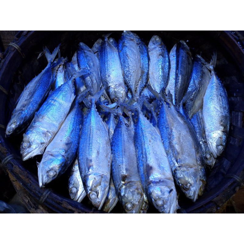 

Ikan Gombung Robus Super Fresh/Ekor Khusus Gojek & Grab