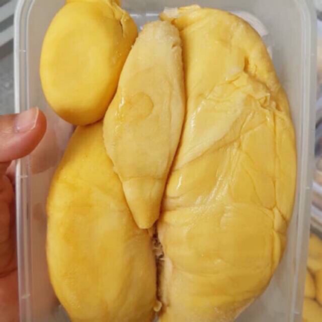 

Durian Montong Palu Premium