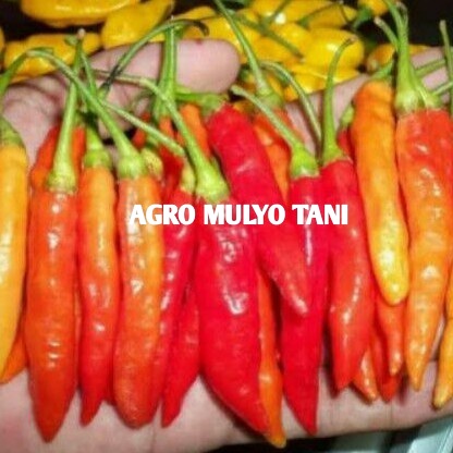 10 Bibit Cabai Rawit Unggul