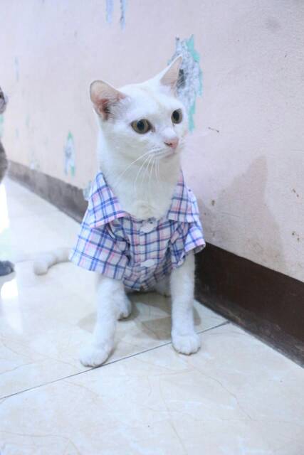 Kemeja kotak-kotak biru putih lucu untuk kucing dan anjing size S M L XL