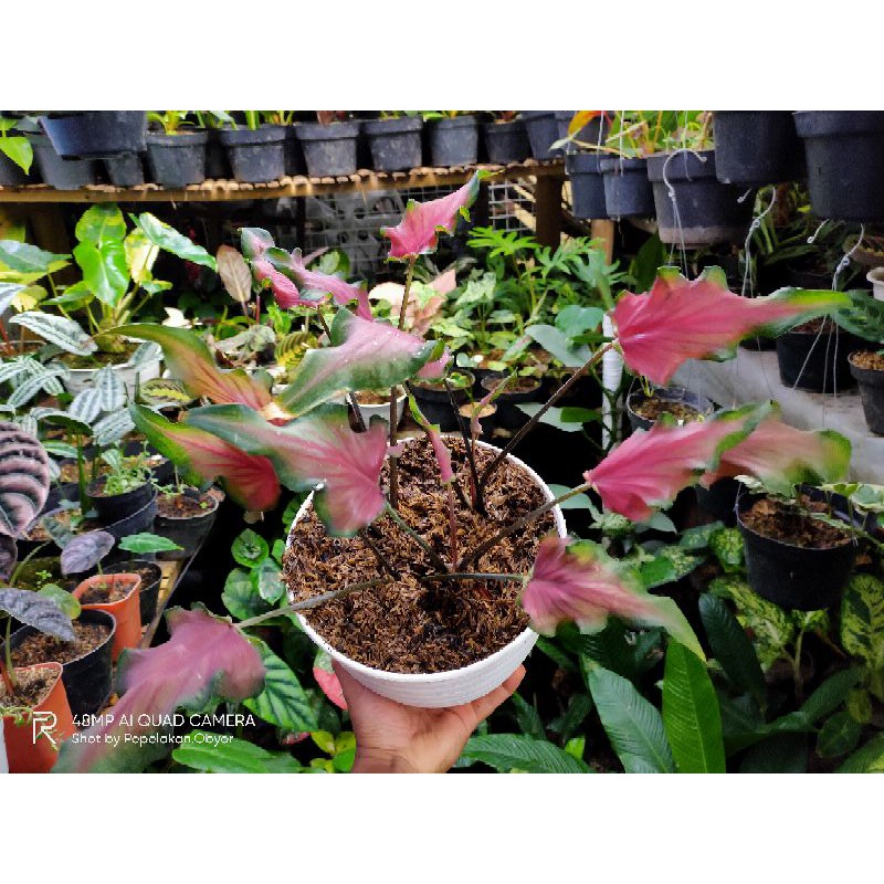 Keladi wayang api / Keladi keris / Keladi langka Dewasa